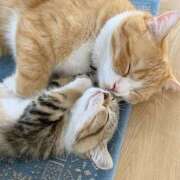 ヒメ日記 2025/06/21 04:05 投稿 横川 MadameRest(マダムレスト)