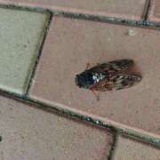 ヒメ日記 2025/08/23 10:51 投稿 横川 MadameRest(マダムレスト)