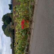 ヒメ日記 2025/09/30 17:24 投稿 横川 MadameRest(マダムレスト)