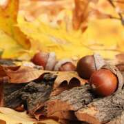 ヒメ日記 2025/11/01 08:27 投稿 横川 MadameRest(マダムレスト)