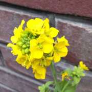 ヒメ日記 2026/03/20 09:51 投稿 横川 MadameRest(マダムレスト)