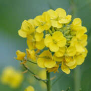 ヒメ日記 2026/03/20 13:27 投稿 横川 MadameRest(マダムレスト)