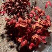 ヒメ日記 2025/03/01 22:00 投稿 久本ゆかり 五十路マダム 岐阜店