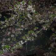 ヒメ日記 2025/04/12 20:26 投稿 久本ゆかり 五十路マダム 岐阜店