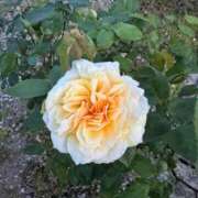 ヒメ日記 2025/05/18 23:40 投稿 久本ゆかり 五十路マダム 岐阜店