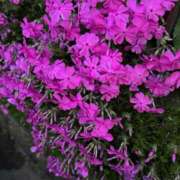 ヒメ日記 2025/05/25 18:40 投稿 久本ゆかり 五十路マダム 岐阜店