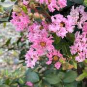 久本ゆかり お礼日記 五十路マダム 岐阜店