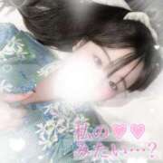 ヒメ日記 2025/06/16 17:20 投稿 リリ 石庭