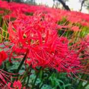 ヒメ日記 2025/10/07 12:20 投稿 いお 熟女の風俗最終章 池袋店