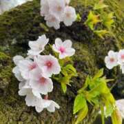 ヒメ日記 2026/04/01 15:12 投稿 いお 熟女の風俗最終章 池袋店