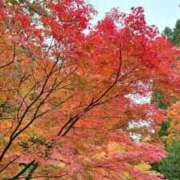 ヒメ日記 2025/11/10 14:33 投稿 こむぎ 2980円