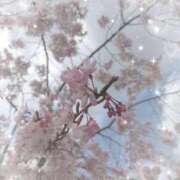 ヒメ日記 2026/01/23 19:19 投稿 星宮 はるな カサノヴァ