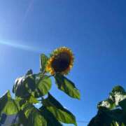 ヒメ日記 2025/07/25 12:45 投稿 いずみ バニラシュガー久喜店