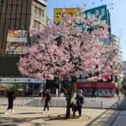 ヒメ日記 2025/03/26 09:33 投稿 ここは 厚木人妻城