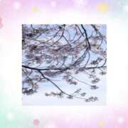 ヒメ日記 2025/04/09 10:40 投稿 れいな 奥様さくら日本橋店