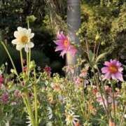 ヒメ日記 2026/01/26 10:30 投稿 れいな 奥様さくら日本橋店