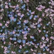 ヒメ日記 2026/02/18 21:28 投稿 れいな 奥様さくら日本橋店