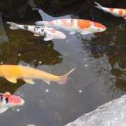 ヒメ日記 2026/01/15 13:21 投稿 のりこ 佐賀人妻デリヘル 「デリ夫人」