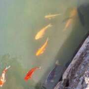 ヒメ日記 2026/03/08 12:27 投稿 のりこ 佐賀人妻デリヘル 「デリ夫人」