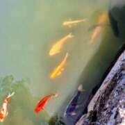 ヒメ日記 2026/03/28 15:03 投稿 のりこ 佐賀人妻デリヘル 「デリ夫人」