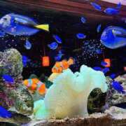 ヒメ日記 2025/07/01 17:29 投稿 とうか 東京人妻セレブリティ（ユメオト）