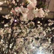 ヒメ日記 2026/04/01 16:12 投稿 とうか 東京人妻セレブリティ（ユメオト）