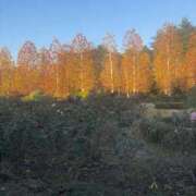 ヒメ日記 2025/11/10 17:17 投稿 れい Grace東京