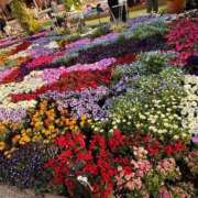 ヒメ日記 2025/11/15 08:47 投稿 れい Grace東京