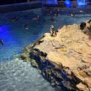 ヒメ日記 2026/01/24 12:17 投稿 れい Grace東京