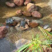 ヒメ日記 2026/03/08 12:17 投稿 れい Grace東京