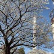 ヒメ日記 2026/04/01 10:17 投稿 れい Grace東京