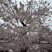 れい 会えたらうれしいな…ありがとう💌 Grace東京