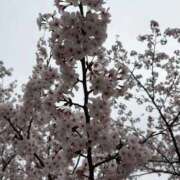 ヒメ日記 2026/04/19 09:16 投稿 れい Grace東京