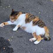 ヒメ日記 2025/11/10 13:06 投稿 萌々花(ももか) シンデレラエステ