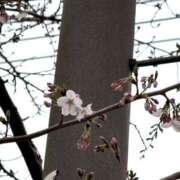 ヒメ日記 2025/03/28 07:55 投稿 翆-すい【FG系列】 ほんとうの人妻　柏店