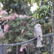 ヒメ日記 2025/04/08 17:59 投稿 翆-すい【FG系列】 ほんとうの人妻　松戸店