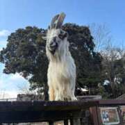 ヒメ日記 2026/04/04 12:31 投稿 浜田なぎさ ABC 岩手ソープ