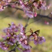 ヒメ日記 2025/03/13 12:48 投稿 みゆう 浜松人妻援護会