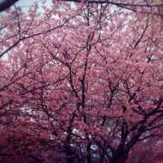 ヒメ日記 2025/03/14 00:01 投稿 みゆう 浜松人妻援護会