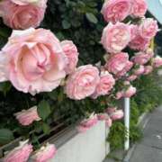 ヒメ日記 2025/05/14 13:45 投稿 みゆう 浜松人妻援護会