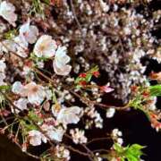 ヒメ日記 2026/04/03 11:19 投稿 みゆう 浜松人妻援護会