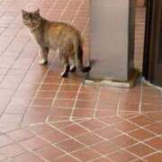 ヒメ日記 2025/03/23 01:00 投稿 さら KIREI（五反田）