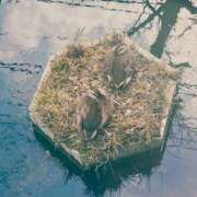 ヒメ日記 2026/03/01 17:17 投稿 東ゆり 色気あるワイフ