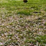 東ゆり 14.16 美魔女エステ