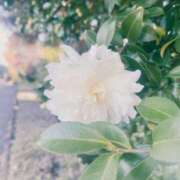 ヒメ日記 2025/11/24 15:12 投稿 東ゆり 麗しいマダム