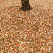 東ゆり 🎄🎄🎄 麗しいマダム