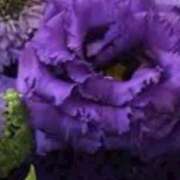 ヒメ日記 2025/03/08 11:05 投稿 はるか 奥鉄オクテツ神奈川店（デリヘル市場グループ）