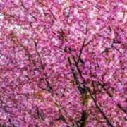 ヒメ日記 2025/03/13 20:30 投稿 はるか 奥鉄オクテツ神奈川店（デリヘル市場グループ）