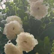 ヒメ日記 2025/05/18 19:30 投稿 はるか 奥鉄オクテツ神奈川店（デリヘル市場グループ）