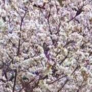 ヒメ日記 2025/05/24 14:25 投稿 はるか 奥鉄オクテツ神奈川店（デリヘル市場グループ）